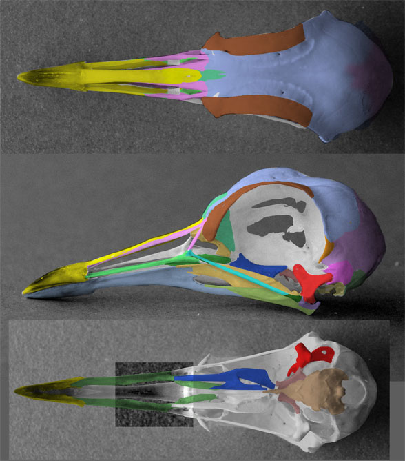 Vanellus skull