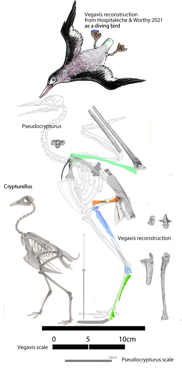 Vegavis reconstructed