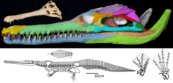 Dyrosaurus