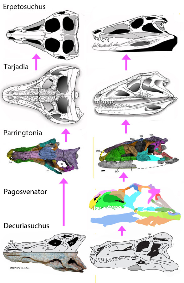 erpetosuchid skulls