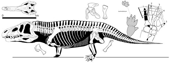 Erythrosuchus