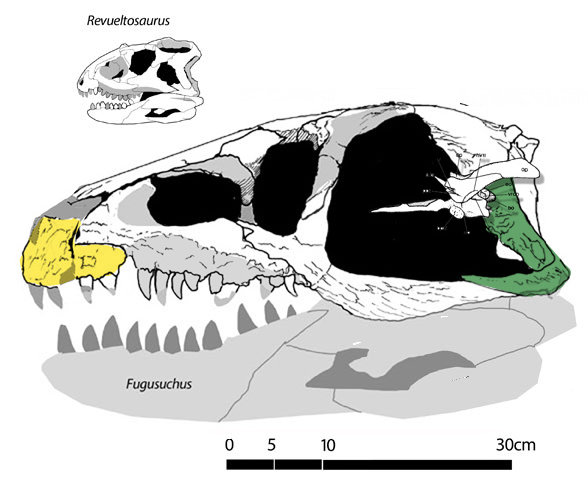 Fugusuchus