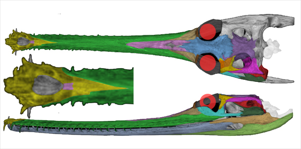 Gavialis skull