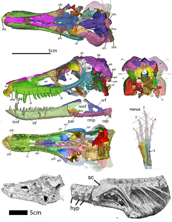 Junggarsuchus