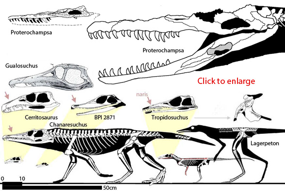 The Chanaresuchidae