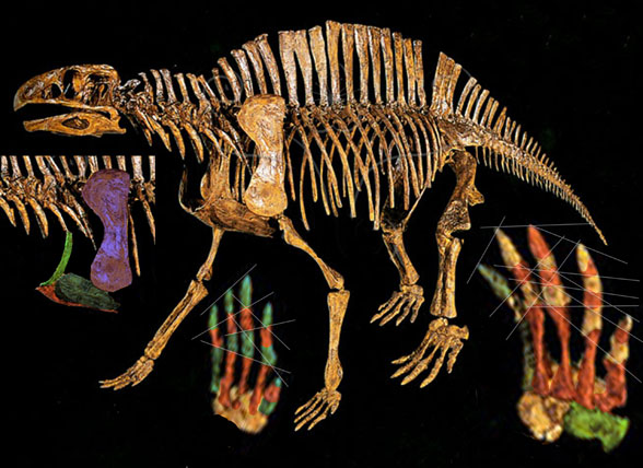 Lotosaurus interclavicle