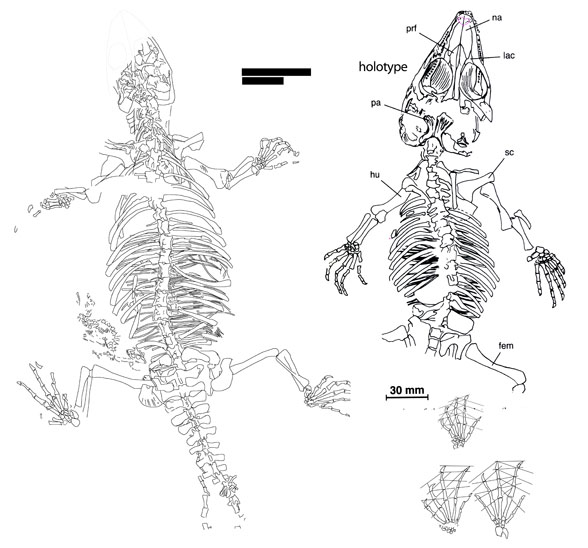 Monjurosuchus