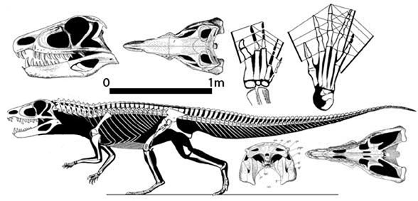 Ornithosuchus