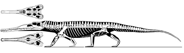 Paleorhinus