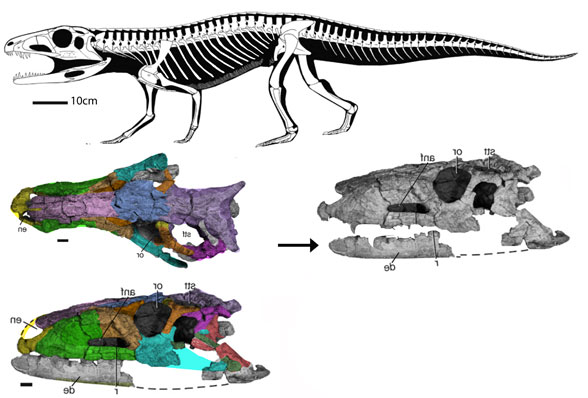 Parringtonia