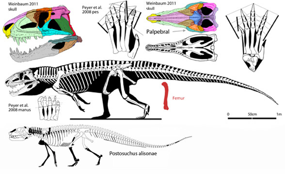 Postosuchus