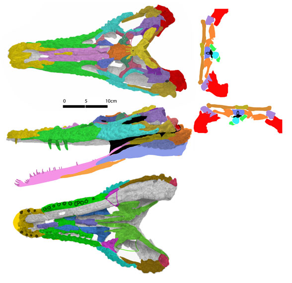 Proterochampsa PVSL 77