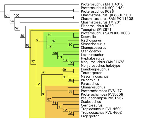 Proterosuchus and the Archosauriformes tree