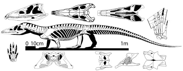 Proterosuchus