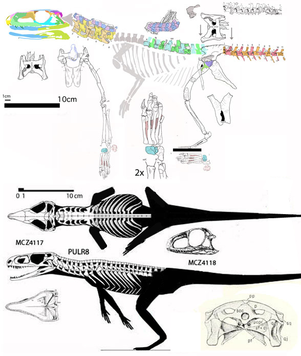 PVL 45978 and Gracilisuchus