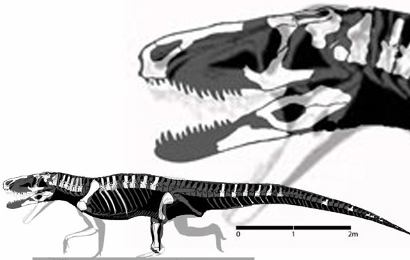 Rauisuchus