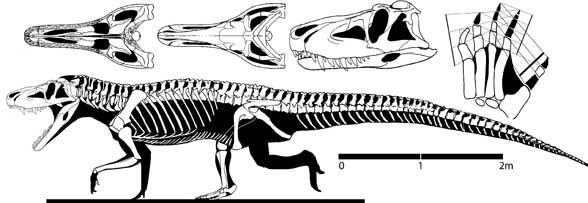 Saurosuchus