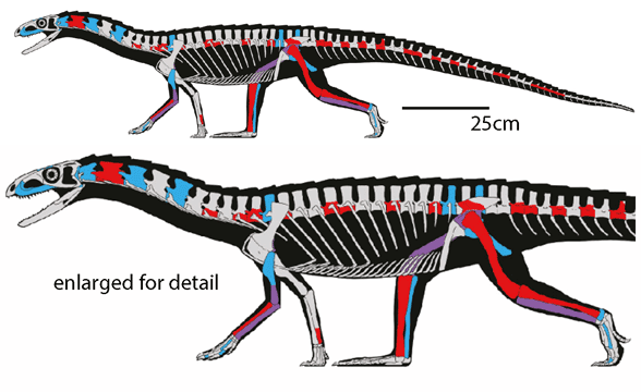 Telocrater