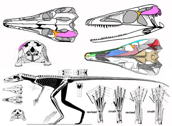 Terrestrisuchus