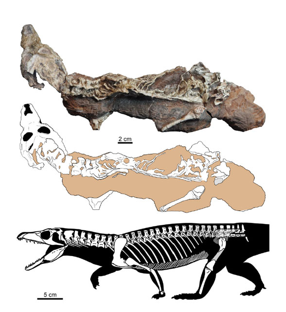 Teyujagua post-crania