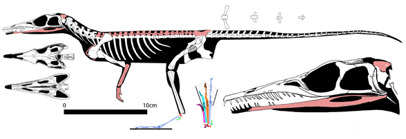 Tropidolagosuchus