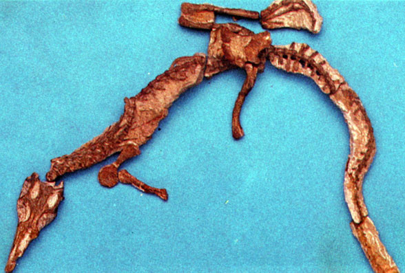 TropidoLagosuchus