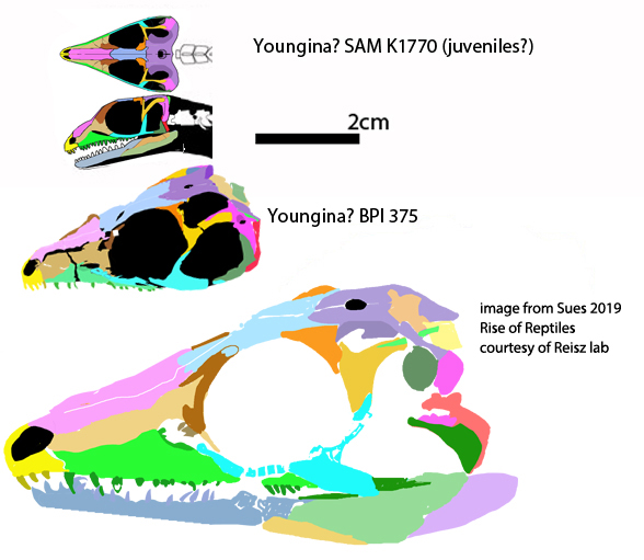 Youngina BPI 375 compared