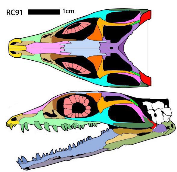 Youngoides minor RC91