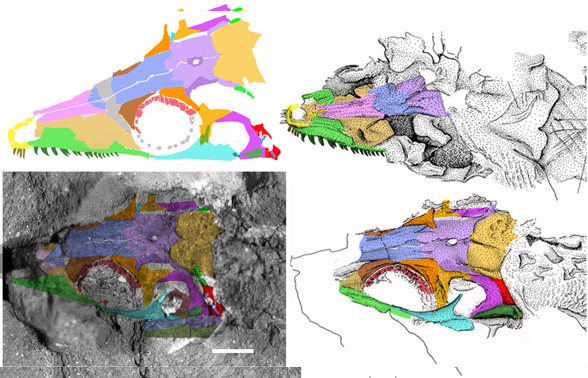 Ascendonanus skull x4