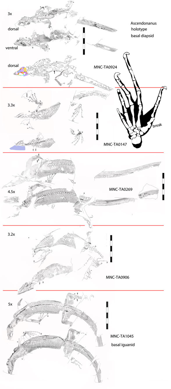 Ascendonanus specimens compared