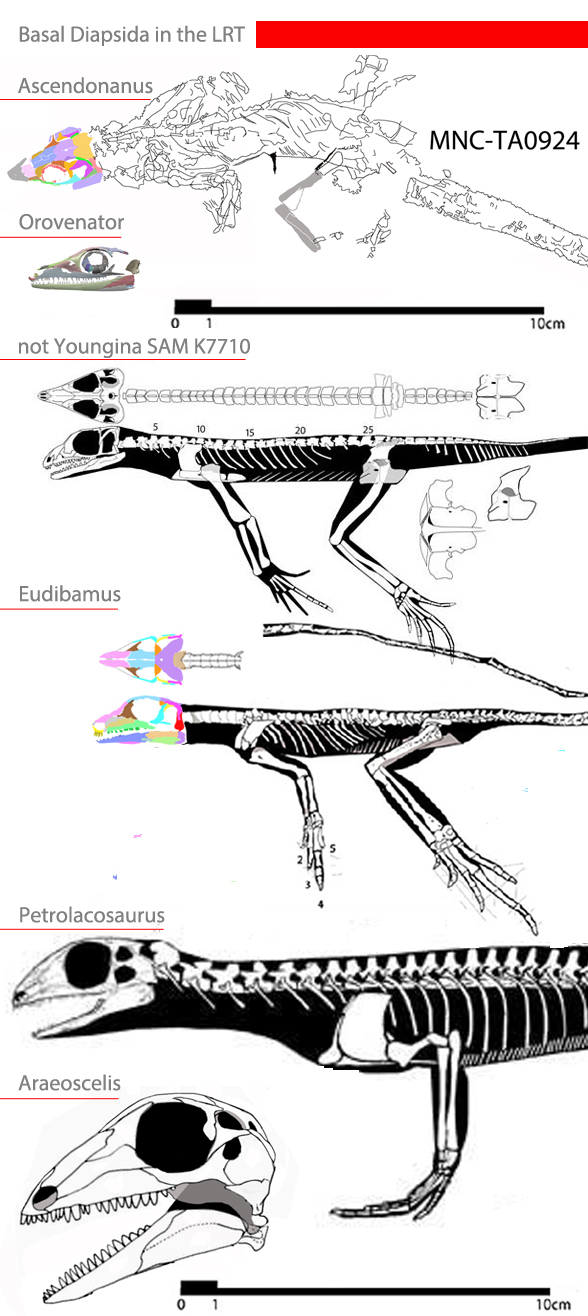 Basal diapsida related to Eudibamus