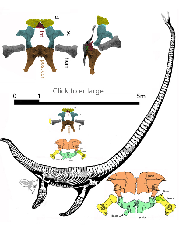 Albertonectes