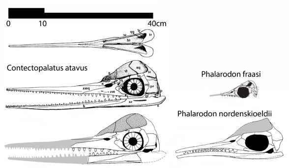 Contectopalatus