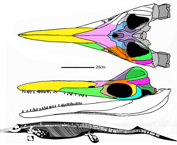 Cymbospondylus