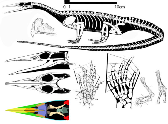 Endennasaurus