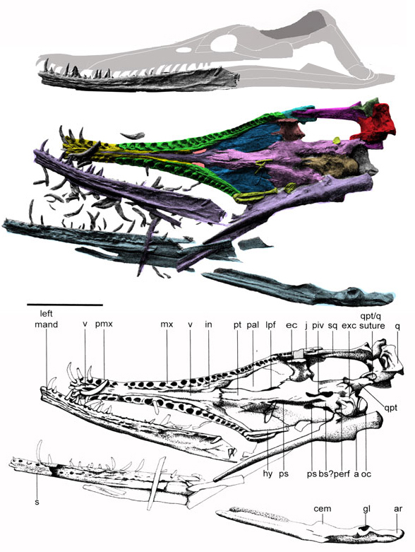 Hauffiosaurus skull