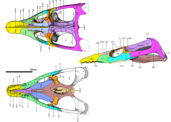 Leptocleidus skull