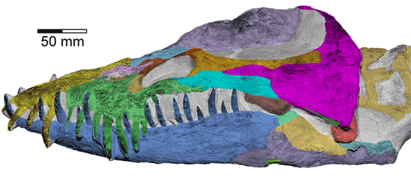 Libonectes skull animation