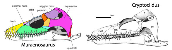 Muraenosaurus Cryptoclidus skull