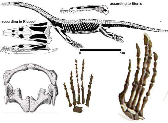 Nothosaurus