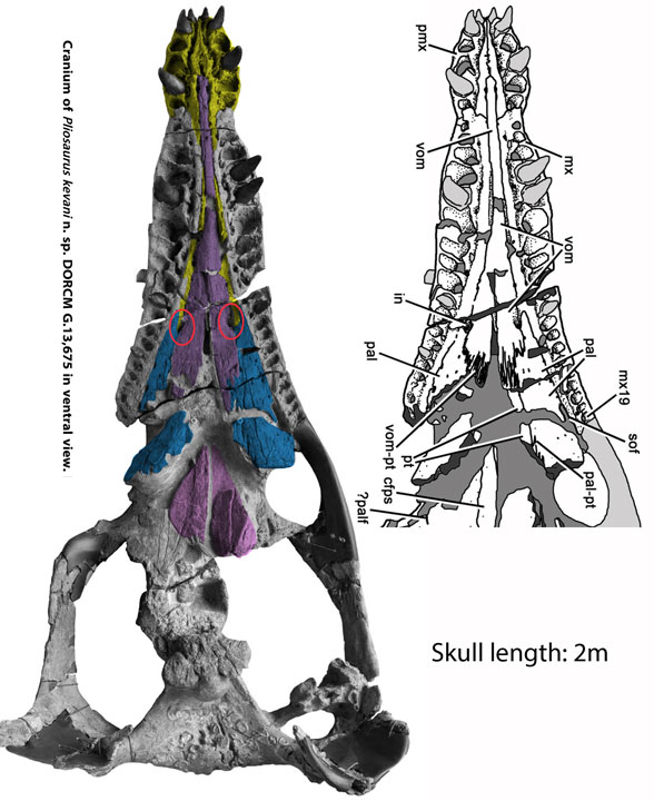 Pliosaurus kevani palate