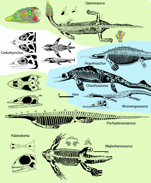 Cartorhynchus sisters