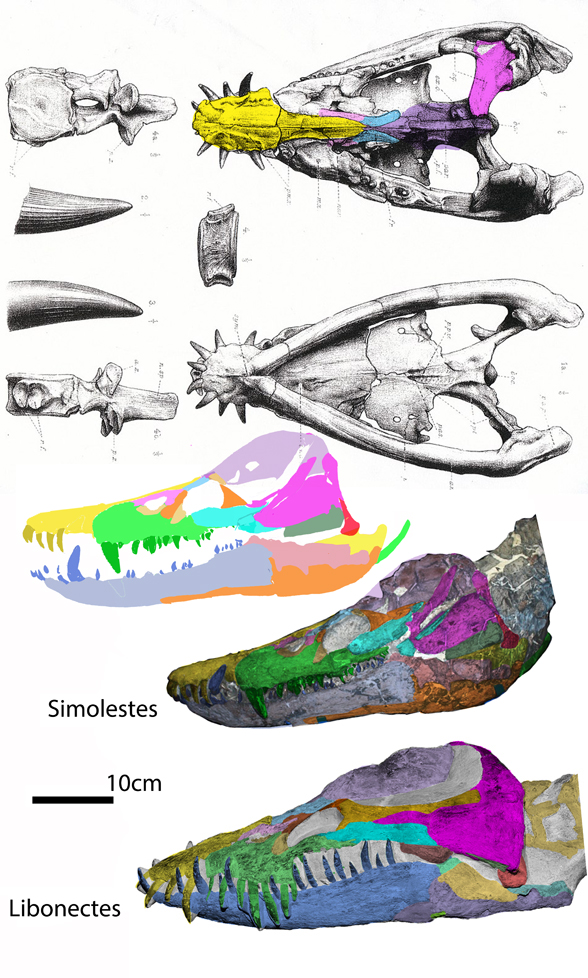 Simolestes skull