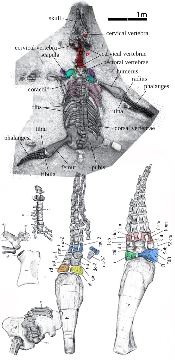 Stenorhynchus overall