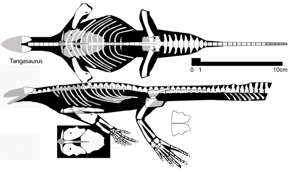 Tangasaurus