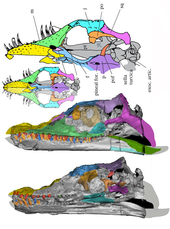 Thalassiodracon skull