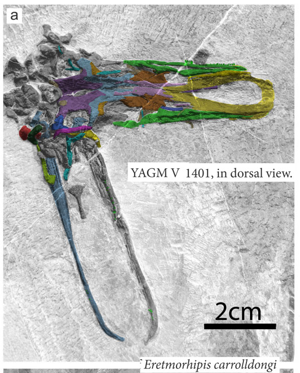 V YAGM 1491 specimen in situ