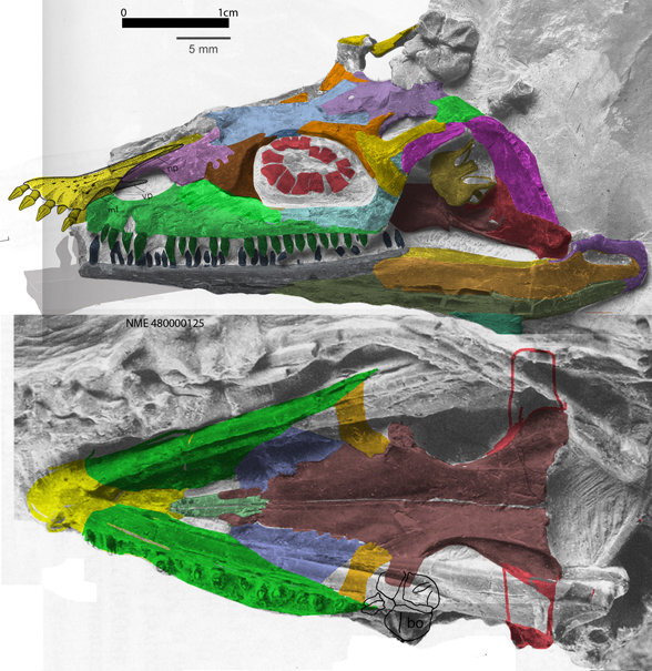 Anarosaurus referred specimen lateral skull