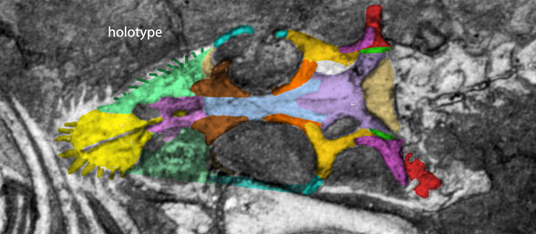 Anarosaurus skull holotype