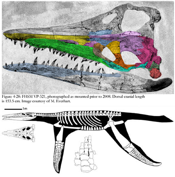 Brauchauchenius